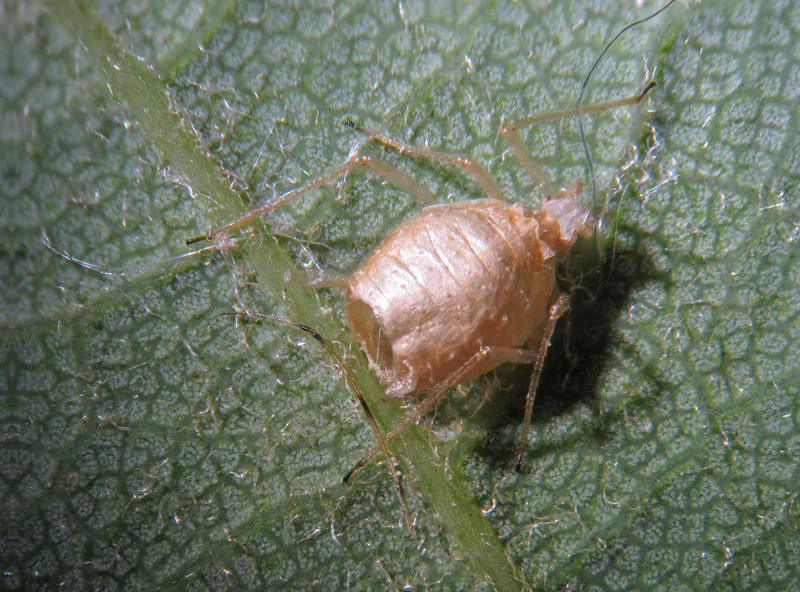 Afide parassitato da Imenottero Braconide